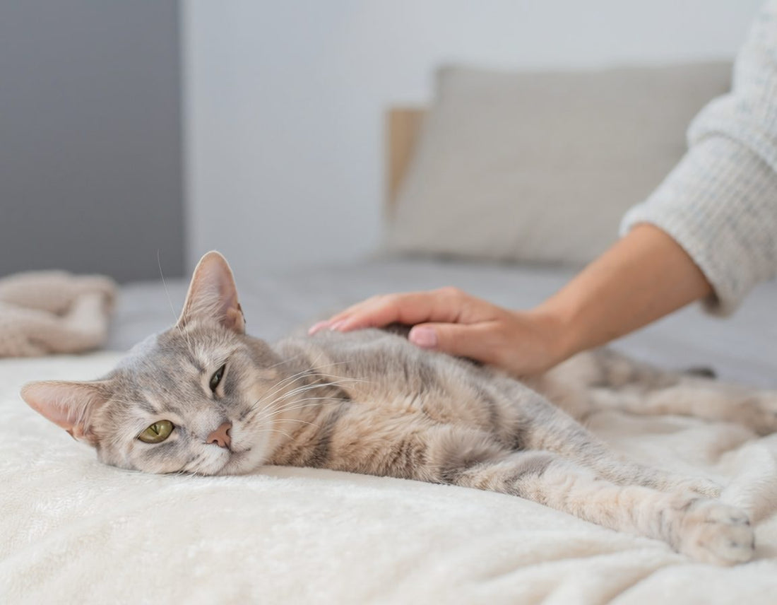 Katze Durchfall Futter