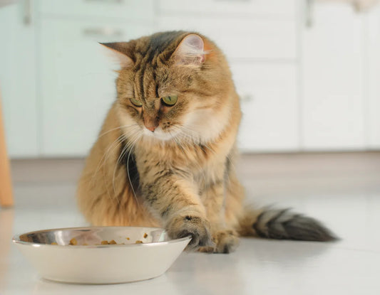 Futter umstellen bei Katzen: So gelingt der Wechsel