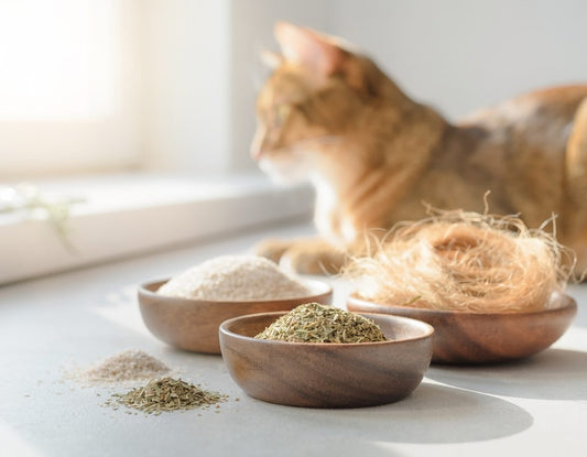 Präbiotika bei Katzen